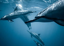 西甲综合:巴萨大胜西班牙人 9分优势领跑